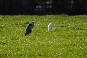 grijze reiger mergel strand noord-ierland uk foto