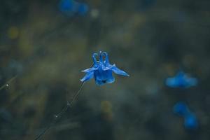 mooie blauwe bloem in de tuin in de lente foto