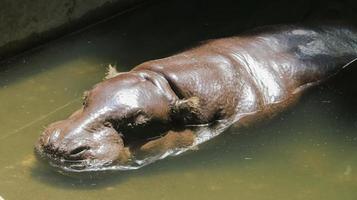 het dwergnijlpaard, een klein nijlpaard in een water. foto