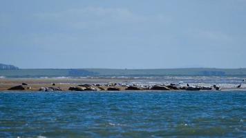 grijze zeehond halichoerus grypus marlough strand noord-ierland uk foto