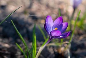 paarse krokus die in zonlicht bloeit. foto