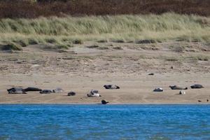grijze zeehond halichoerus grypus marlough strand noord-ierland uk foto