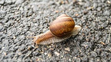 grote tuinslak in schelp kruipend op natte weg foto