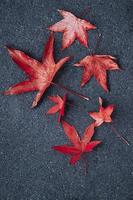 rood esdoornblad in het herfstseizoen, herfstbladeren foto