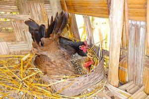 de 2 traditionele hennen zijn het ei aan het uitbroeden in het samen uitkomen van het ei. kip die eieren broedt. foto