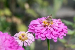 geranium bronzen vlinder op een zinnia elegans jacq roze bloem in italië foto