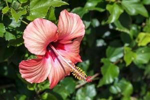 hibiscusbloem bloeiend in tenerife foto