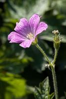 Druce's Cran's-Bill geranium bloeiend in een Engelse tuin foto