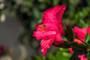 rode hibiscusbloem bloeiend in calahonda foto