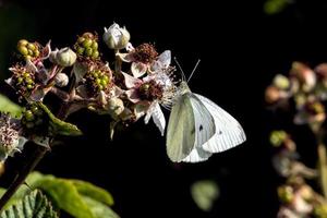 kleine koolwitte vlinder die zich voedt met een braambessenbloem foto