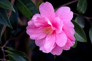 roze camelia in volle bloei in de lente foto