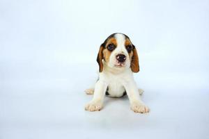 schattige driekleurige beagle op wit scherm. Beagles worden gebruikt in een reeks onderzoeksprocedures. het algemene uiterlijk van de beagle lijkt op een miniatuur jachthond. Beagles hebben uitstekende neuzen. foto