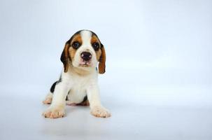 schattige driekleurige beagle op wit scherm. Beagles worden gebruikt in een reeks onderzoeksprocedures. het algemene uiterlijk van de beagle lijkt op een miniatuur jachthond. Beagles hebben uitstekende neuzen. foto