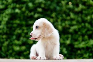 schattige beagle puppy leeftijd een maand zittend op de groene vloer en vooruitkijkend. foto hebben kopie ruimte voor reclame of tekst.