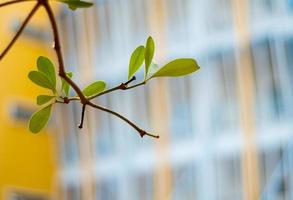 versheid bladeren op de achtergrond van het gebouw foto