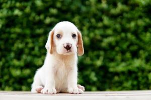 schattige beagle puppy leeftijd een maand zittend op de groene vloer en vooruitkijkend. foto hebben kopie ruimte voor reclame of tekst.