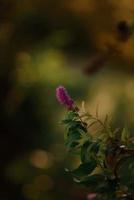 hoofd van mooie roze kosmos bloem met selectieve aandacht en wazig groen gras op de achtergrond. seizoensgebonden herfst kosmos bloemen op het bloembed. mooie aster in bloei. heldere bloemen achtergrond foto