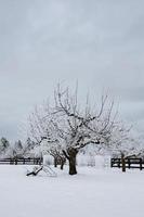 wintertijd in een boomgaard. foto