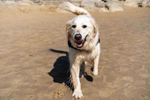 golden retriever wandelen op het strand foto