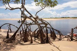 mangroven groeien langs de Corumbau-rivier in de buurt van Ponta do Corumbau, Brazilië foto