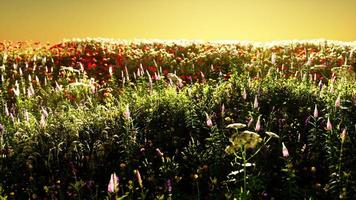 veld met bloemen tijdens de zomerzonsondergang foto