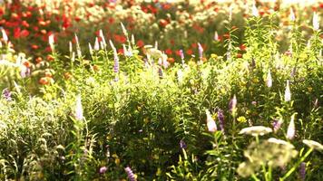 veld met bloemen tijdens de zomerzonsondergang foto