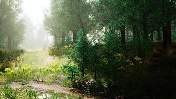 prachtig panoramisch landschap van de bergvallei van de pyreneeën foto