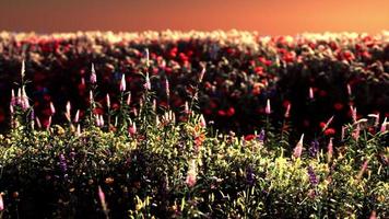 veld met bloemen tijdens de zomerzonsondergang foto