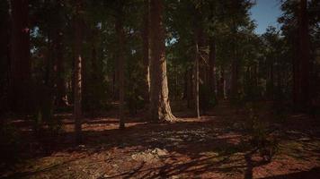 gigantische sequoia-bomen torenhoog boven de grond in sequoia nationaal park foto