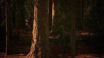 gigantische sequoia's of sierransequoia's die in het bos groeien foto