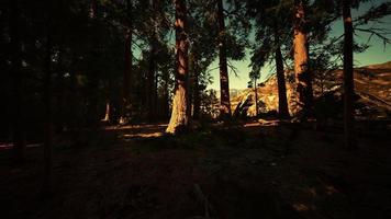 gigantische sequoia-bomen torenhoog boven de grond in sequoia nationaal park foto