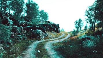 landweg in een loofbos op een mistige ochtend foto