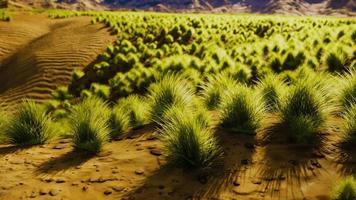 vlakke woestijn met struiken en gras foto