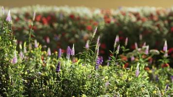 veld met bloemen tijdens de zomerzonsondergang foto