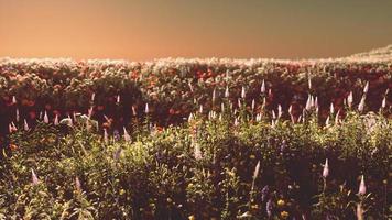 veld met bloemen tijdens de zomerzonsondergang foto