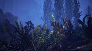 prachtig onderwaterpanorama met tropische koraalriffen foto