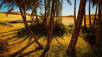 palmbomen van oase in woestijnlandschap foto