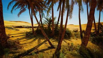 palmbomen in de saharawoestijn foto