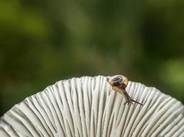 macro-insecten, slakken op bloemen, paddestoelen, orchideeën, bladeren, met een natuurlijke achtergrond foto