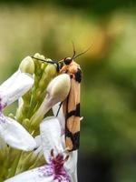 macro-insecten, slakken op bloemen, paddestoelen, orchideeën, bladeren, met een natuurlijke achtergrond foto
