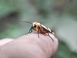 macro-insecten, slakken op bloemen, paddestoelen, orchideeën, bladeren, met een natuurlijke achtergrond foto