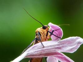 macro-insecten, slakken op bloemen, paddestoelen, orchideeën, bladeren, met een natuurlijke achtergrond foto