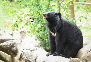 Aziatische zwarte beer staat en ontspant in de zomer - zwarte beer wacht op zijn eten in de dierentuin foto