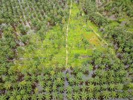 luchtfoto groene kokospalmen en oliepalmboom foto