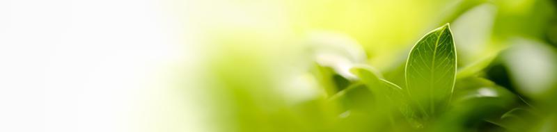 aard van groen blad in de tuin in de zomer. natuurlijke groene bladeren planten gebruiken als lente achtergrond voorblad groen milieu ecologie behang foto