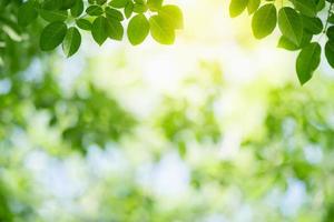 aard van groen blad in de tuin in de zomer. natuurlijke groene bladeren planten gebruiken als lente achtergrond voorblad groen milieu ecologie behang foto