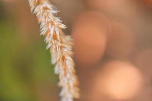 wilde droge bloem in de bos wazig gras achtergrond. herfst kleuren. uitgedroogde plant kervel bos in herfst licht kleuren macro foto