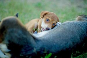 de foto van een puppy die moedermelk eet van het concept van de hongerhondenliefhebber met kopieerruimte