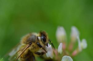 bij macro weergave foto