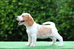 schattige driekleurige beagle op wit scherm. Beagles worden gebruikt in een reeks onderzoeksprocedures. het algemene uiterlijk van de beagle lijkt op een miniatuur jachthond. Beagles hebben uitstekende neuzen. foto